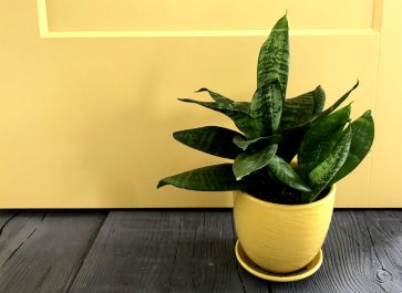 yellow door with wood looking concrete pavers and a dwarf snake plant
