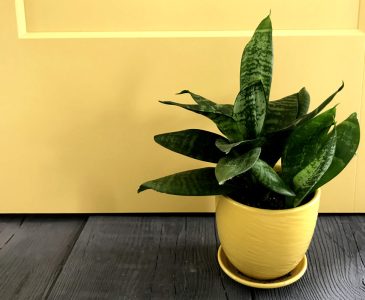 yellow door with wood looking concrete pavers and a dwarf snake plant