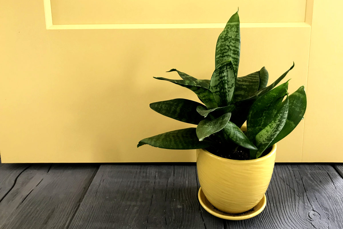 Close up of yellow door and wood looking concrete pavers with dwarf snake plant