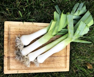 four large leeks on wooden cutting board on grass