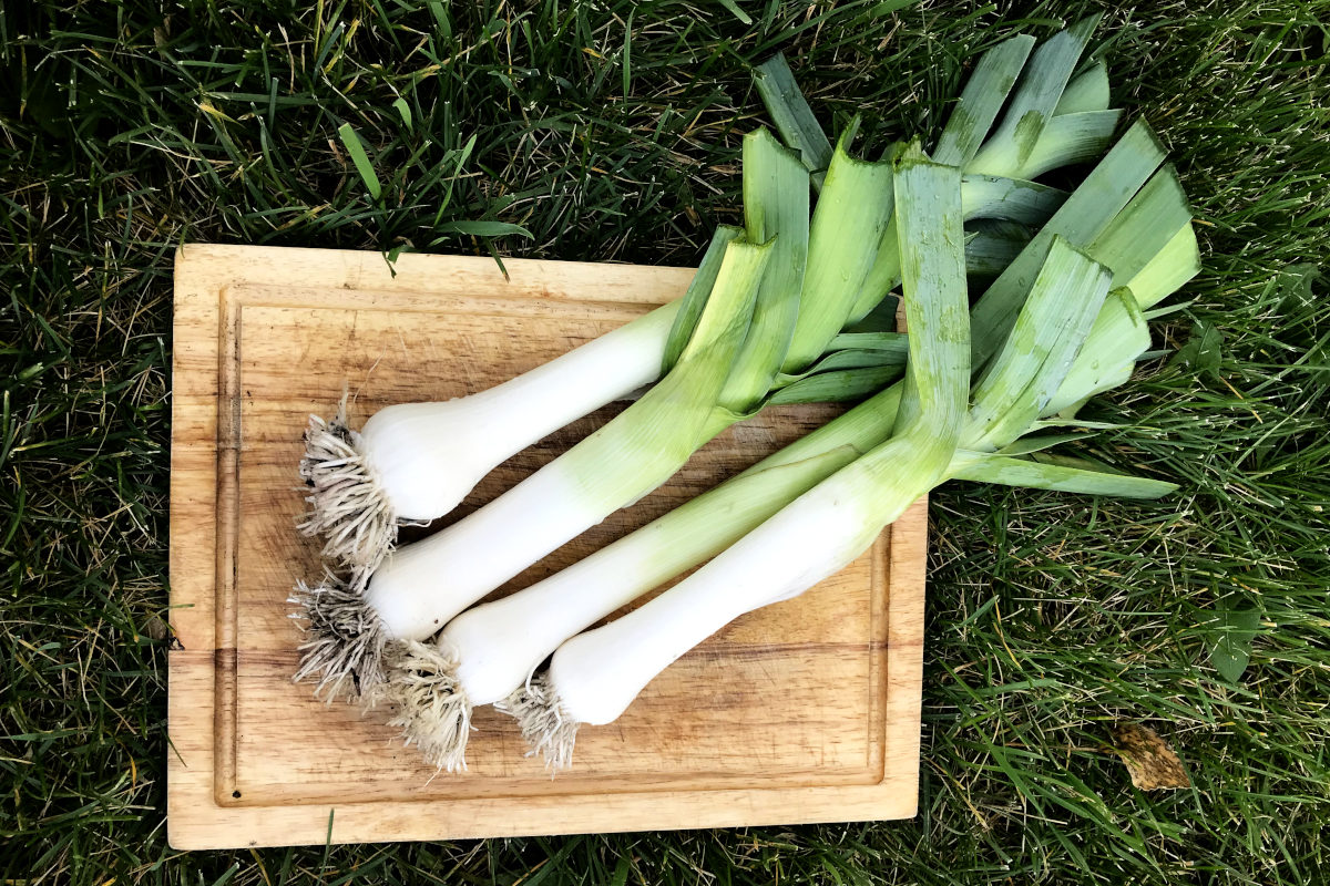 four large leeks on wooden cutting board on grass