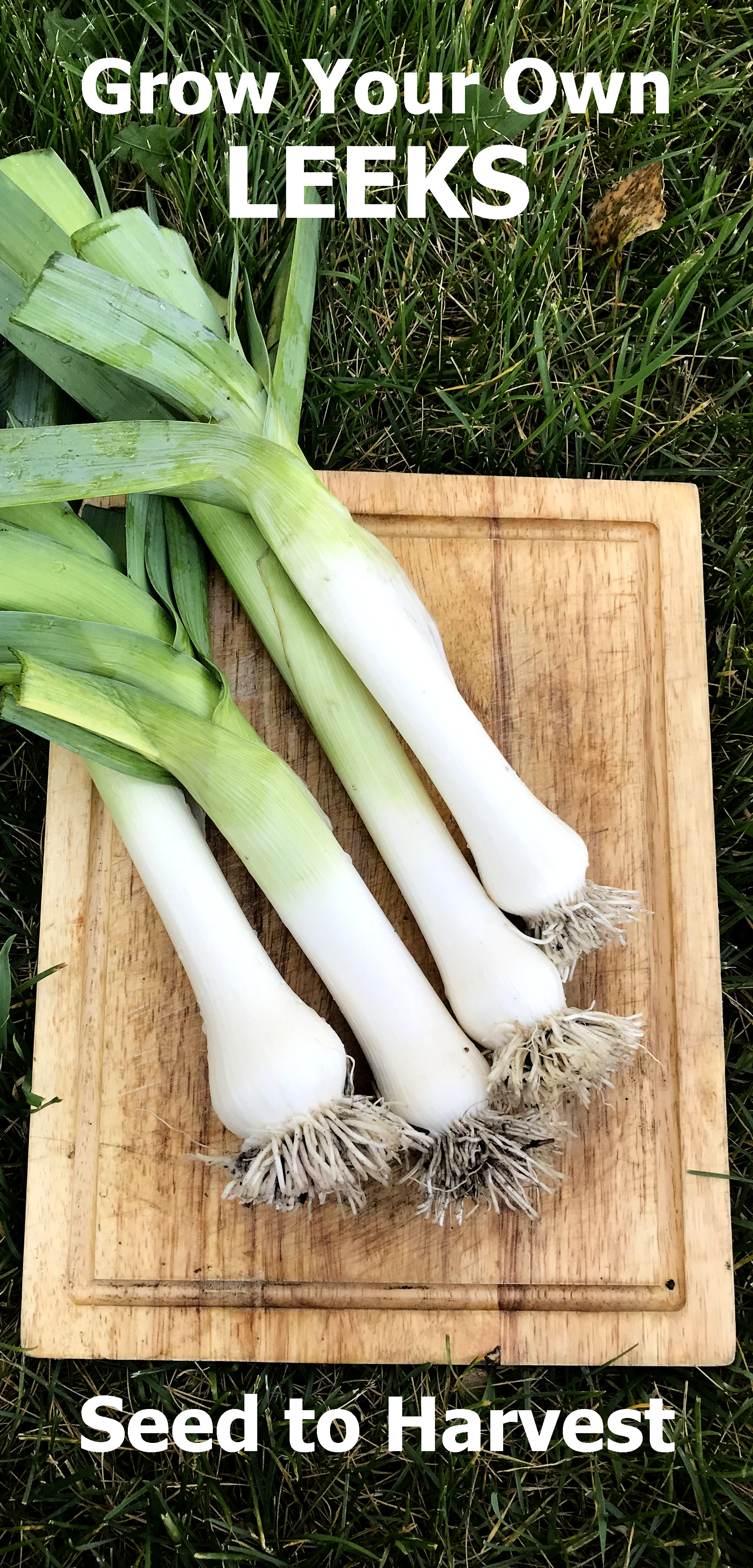 Four leeks on a cutting board on grass with text reading, grow your own leeks, seed to harvest.