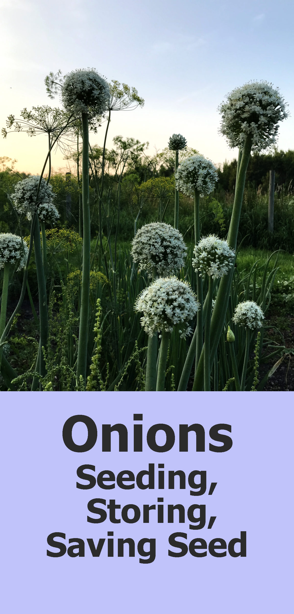 Onion flowers in the garden with text reading Onions, seeding, storing, saving seed