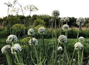 onion flowers growing in the garden