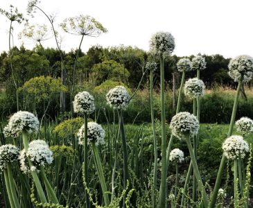 onion flowers growing in the garden