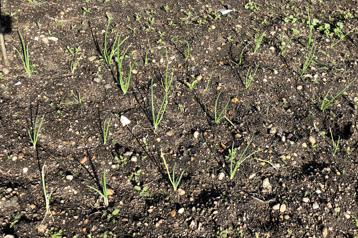 onion seedlings growing in the garden