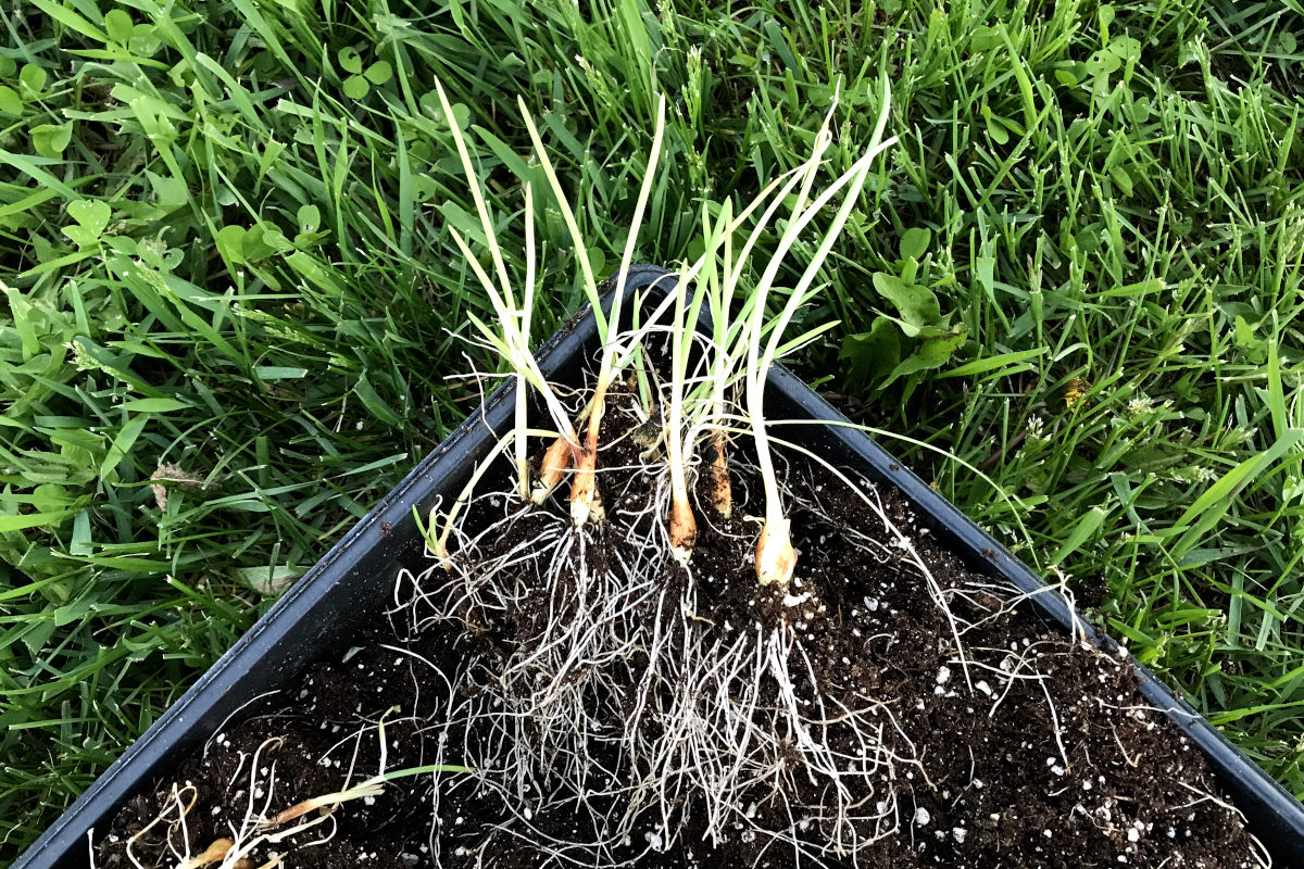 Onion seedlings laying in a tray, waiting to be planted