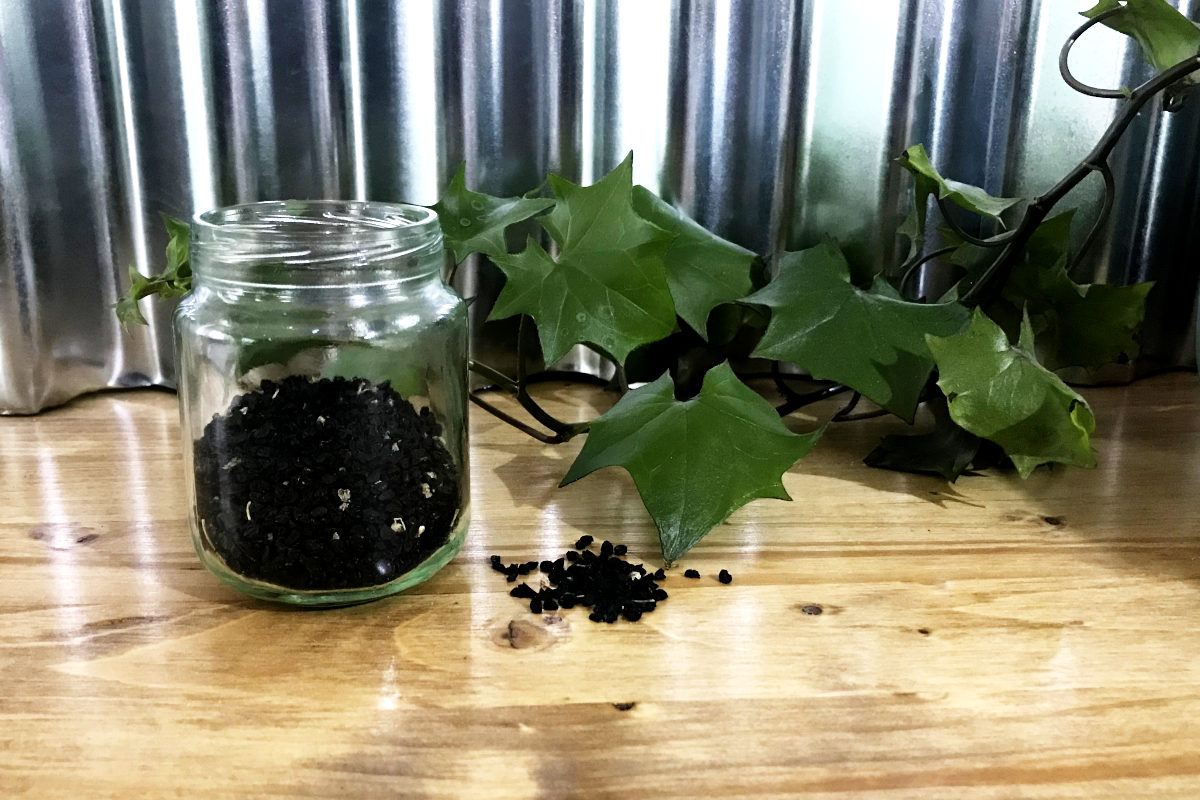 small jar of onion seeds, ivy stem, small pile of onion seeds, on wood board and corrugated metal wall.