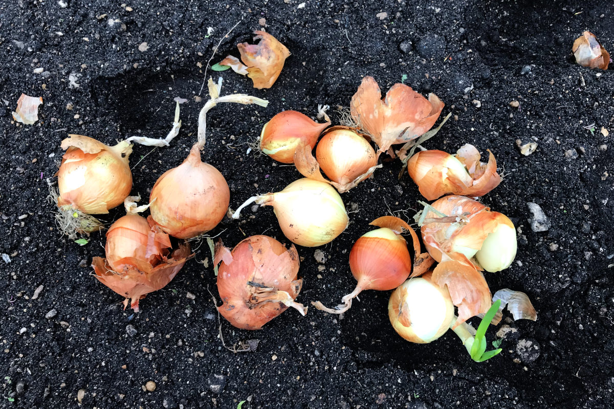 a dozen year-old onions laying in the garden waiting to be planted 