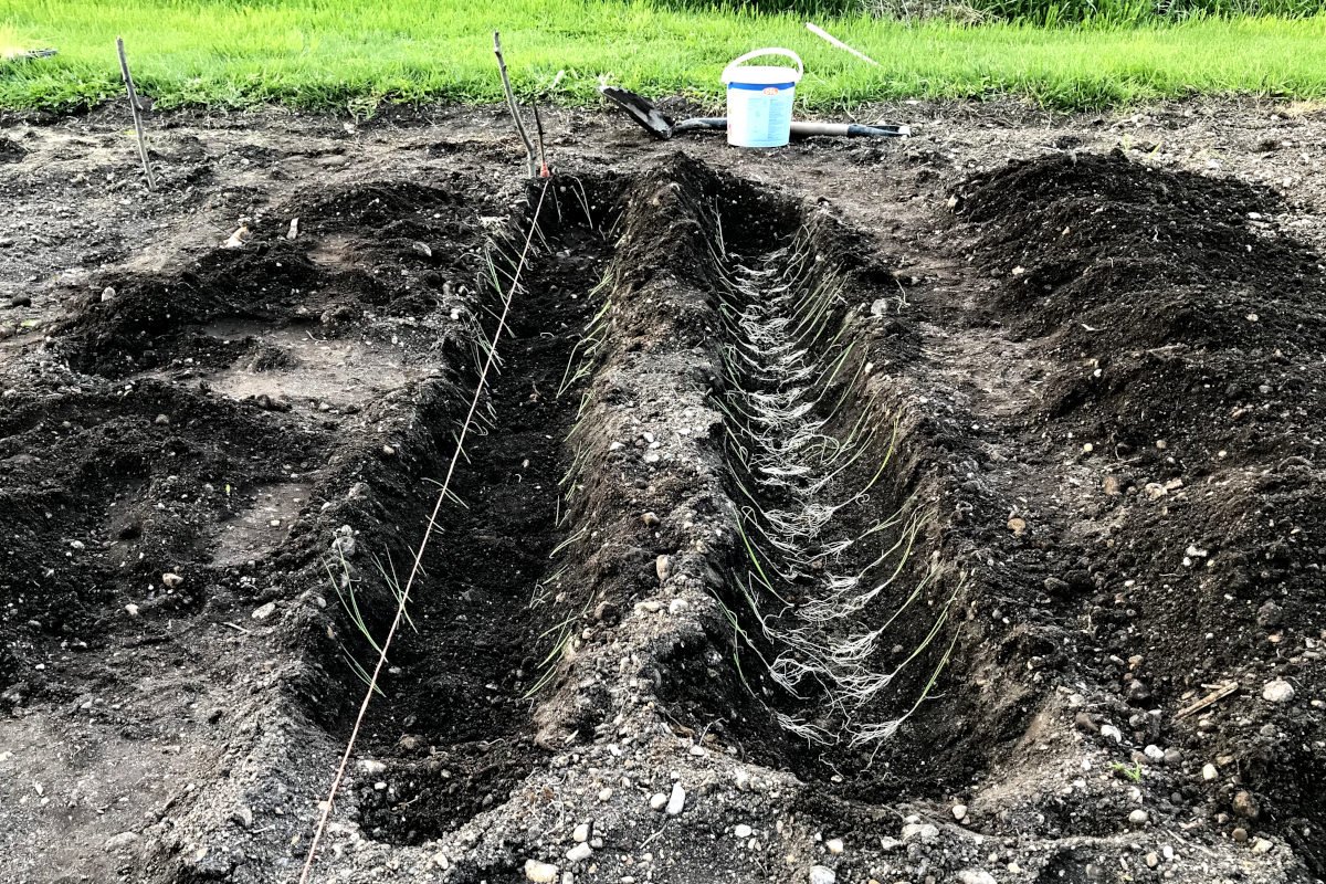 two trenches of leeks with a shovel and bone meal