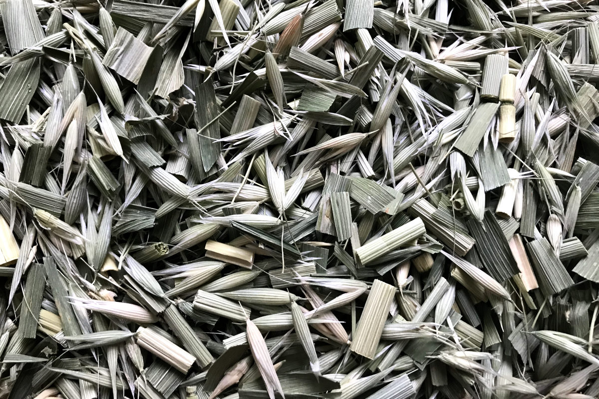 chopped dried green oat straw and milky oat tops