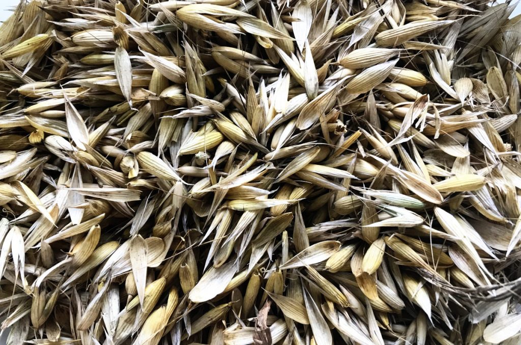 yellow dried oat seed