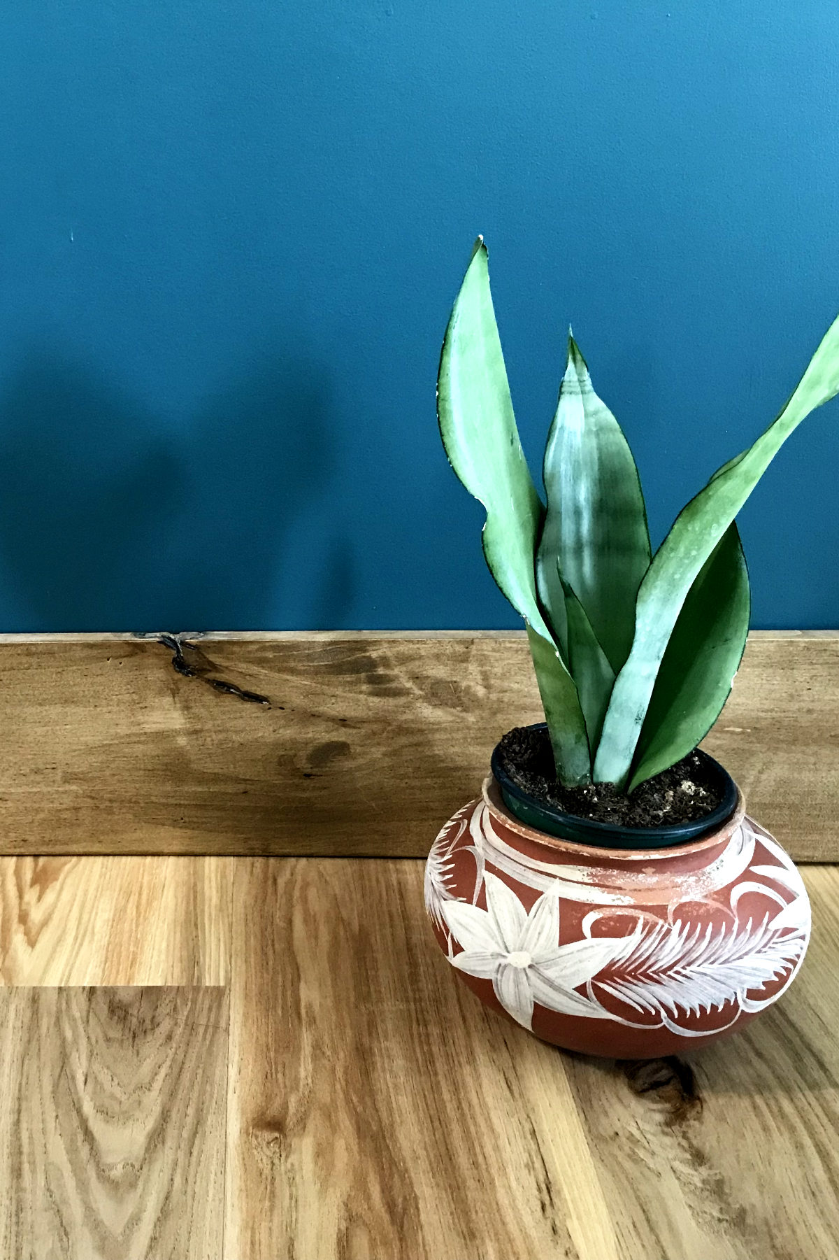 comparing installed flooring and baseboards, against dark teal wall, with moonshine snake plant
