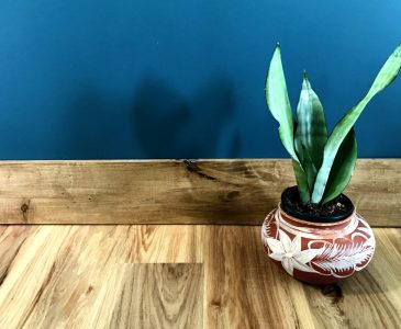 comparing flooring and stained baseboards, dark teal wall with snake plant