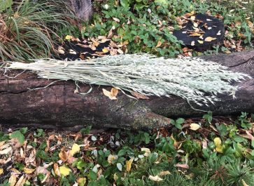 green oat stalks laying on a log