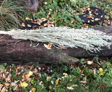green oat stalks laying on a log