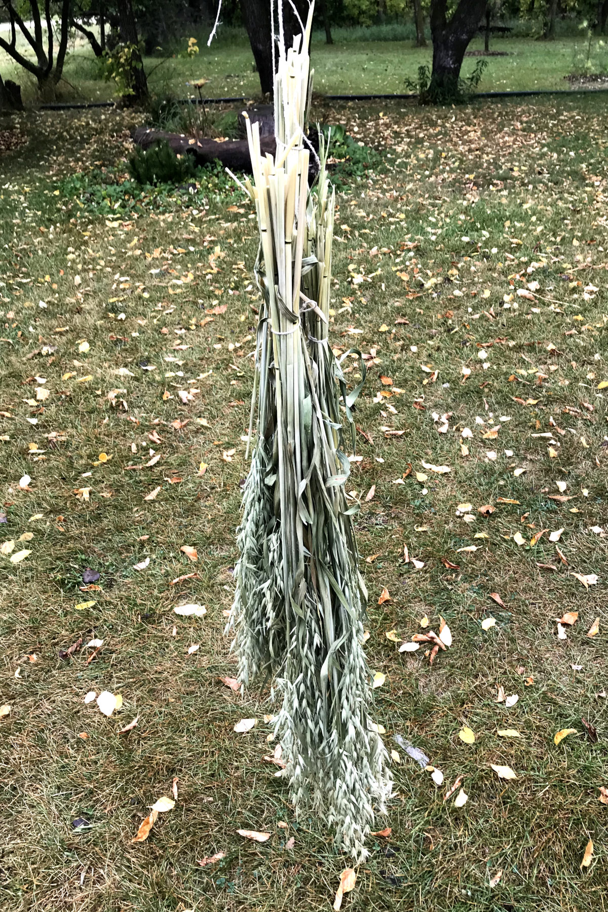 stalks of green oats with milky oat tops tied and hanging outside, ready to come inside