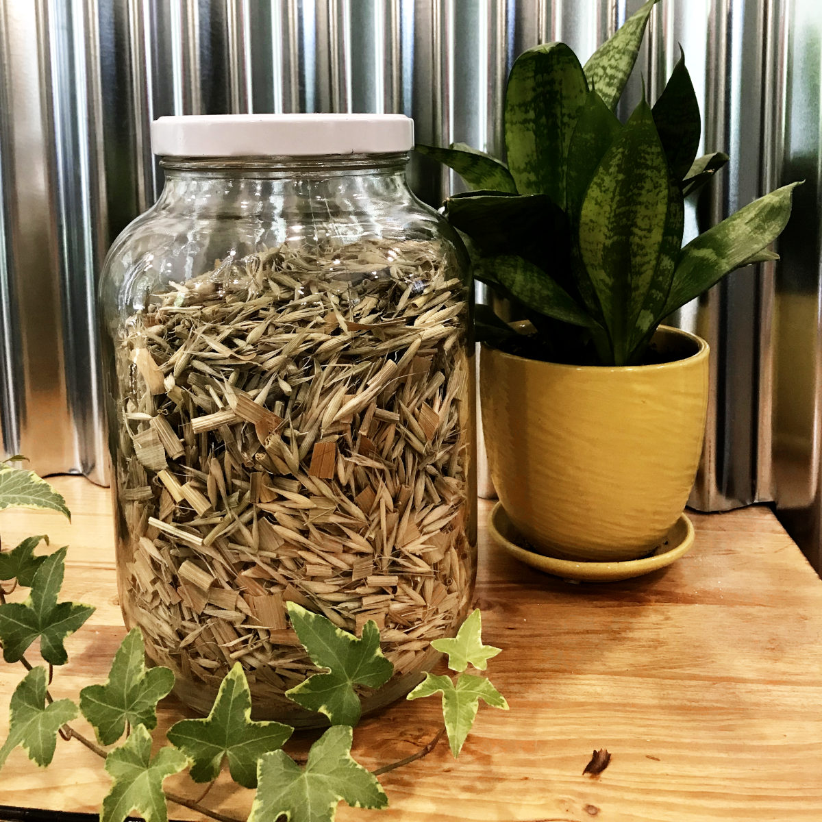 gallon jar of dried green oat straw and milky oat beside a potted snake plant in front of corrogated metal