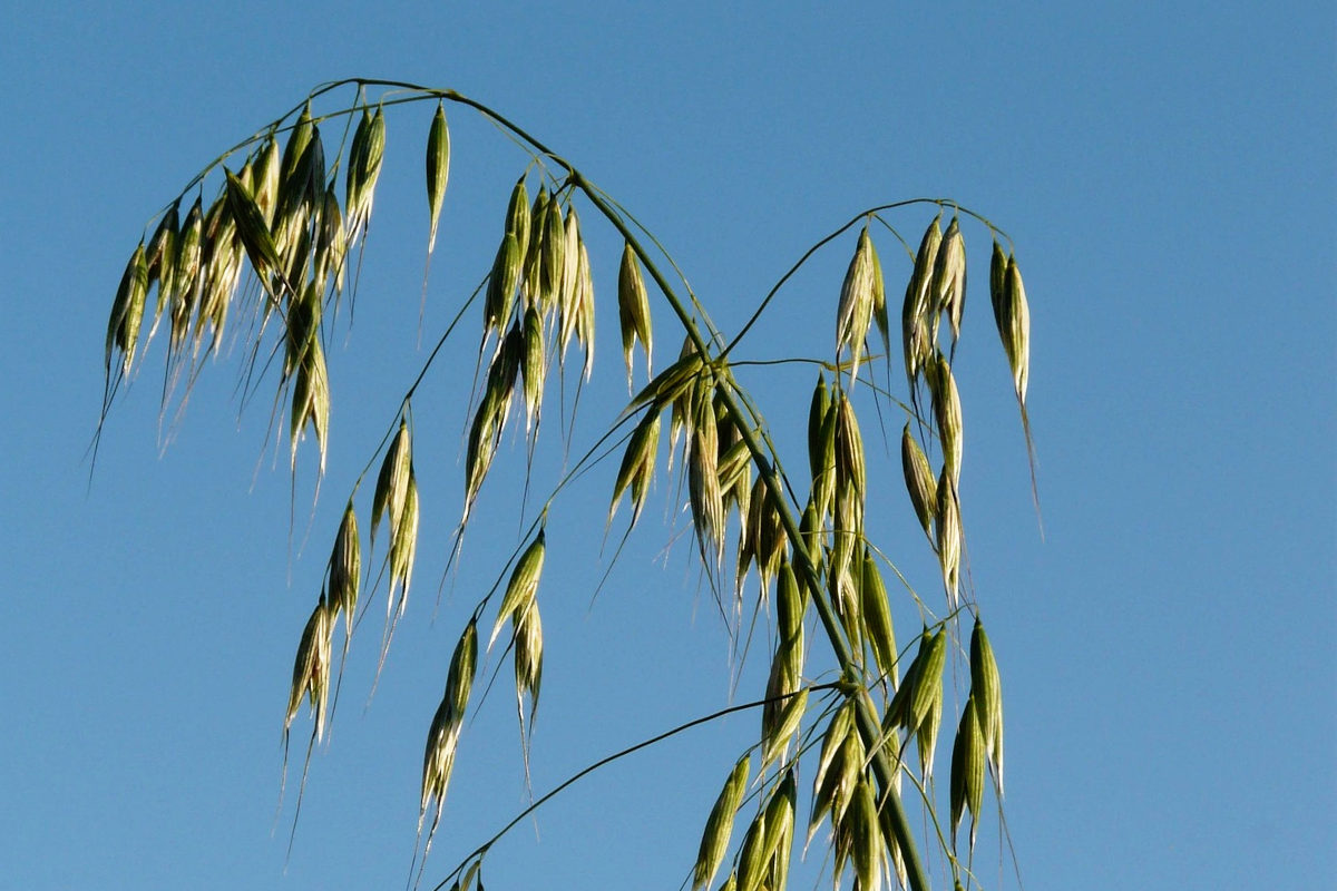 green oat airy seed panicle against sky