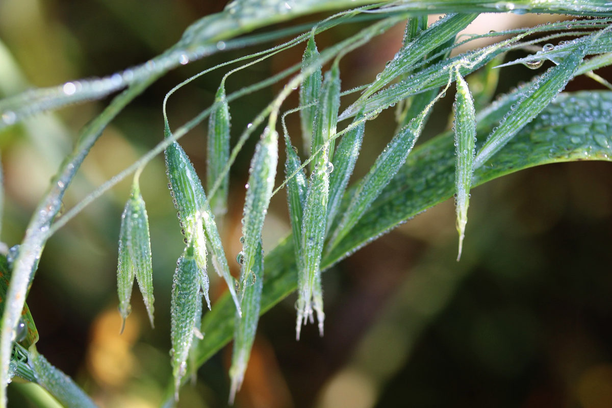 green oat seed panicle