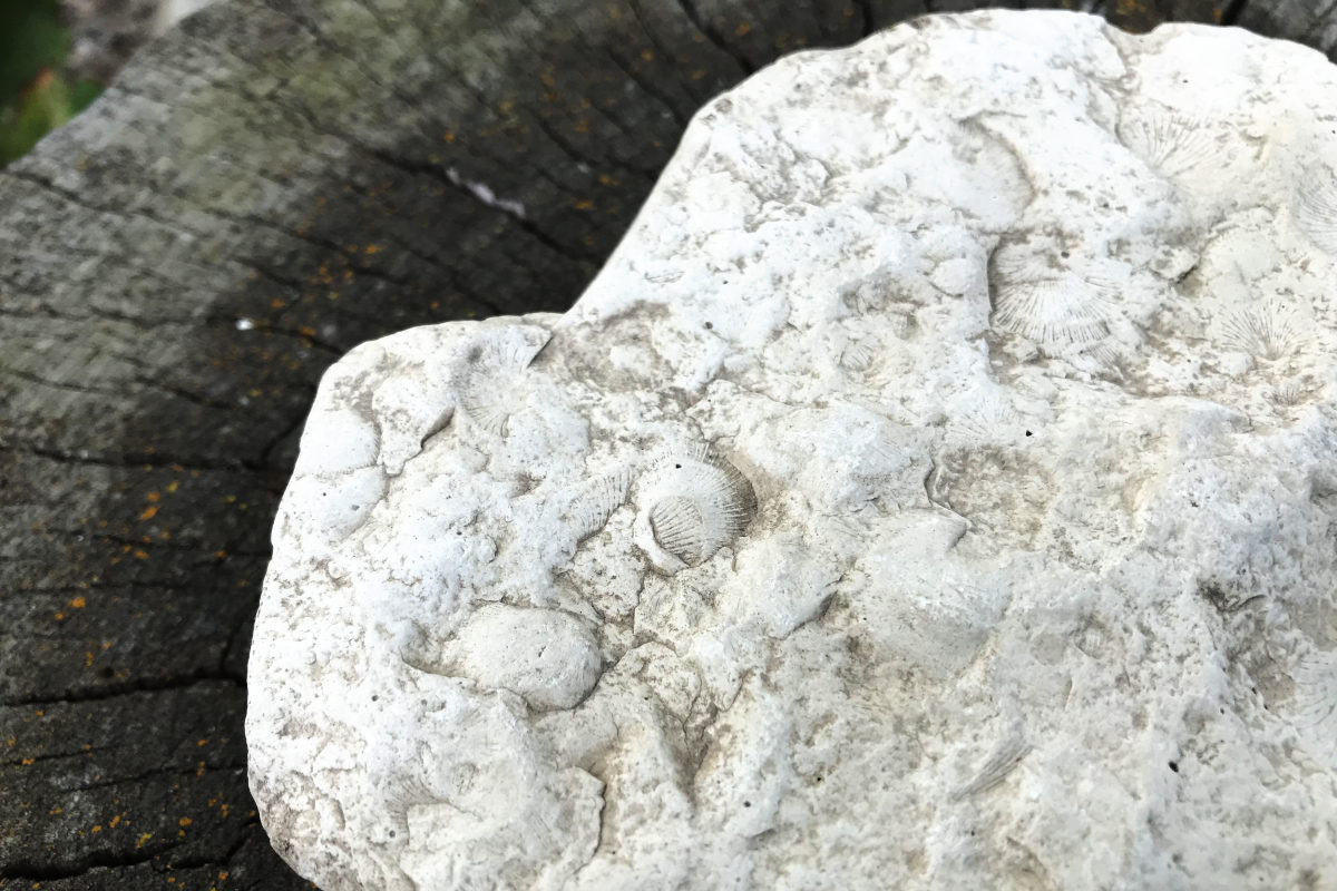 shell fossils in limestone from basement dig of  old house remodel addition