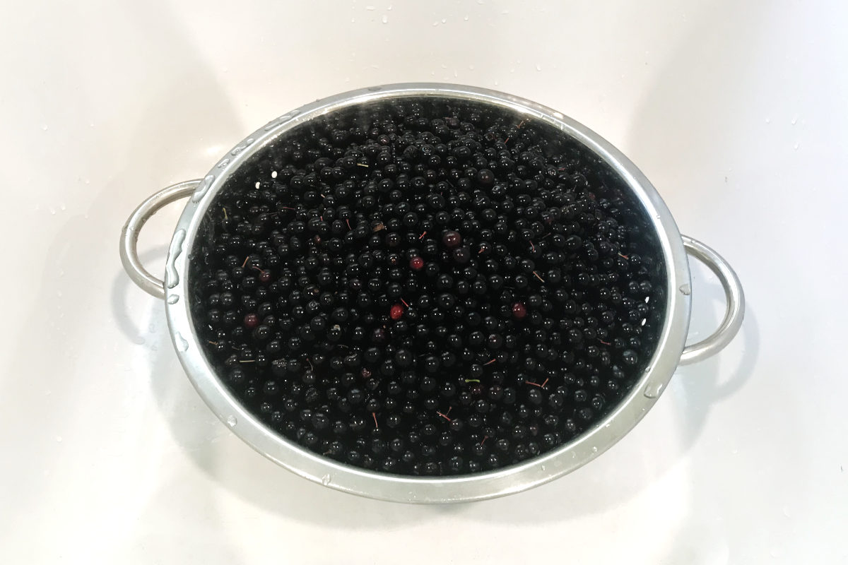 chokcherries in a colander in a white sink