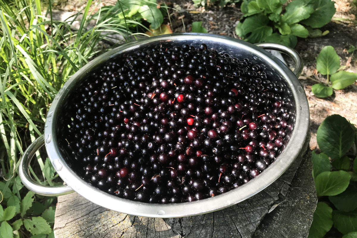 chokecherries in a colander on a stump