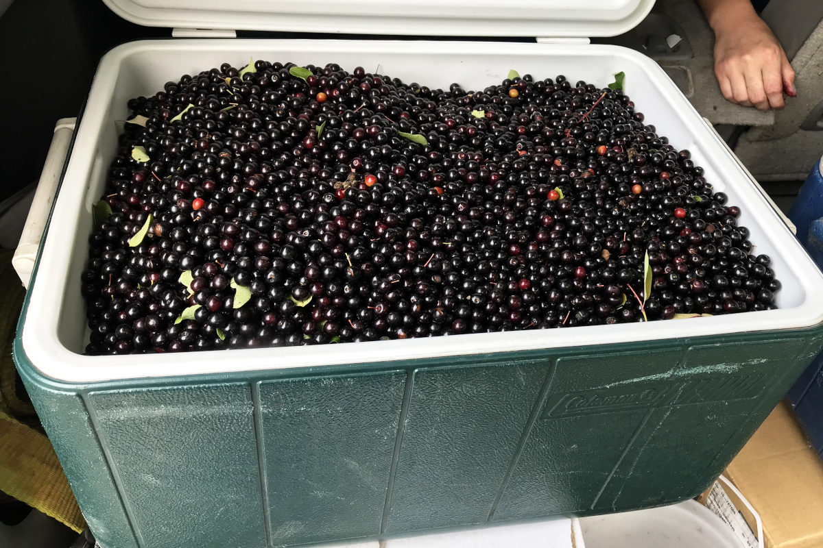 camping cooler full of chokecherries