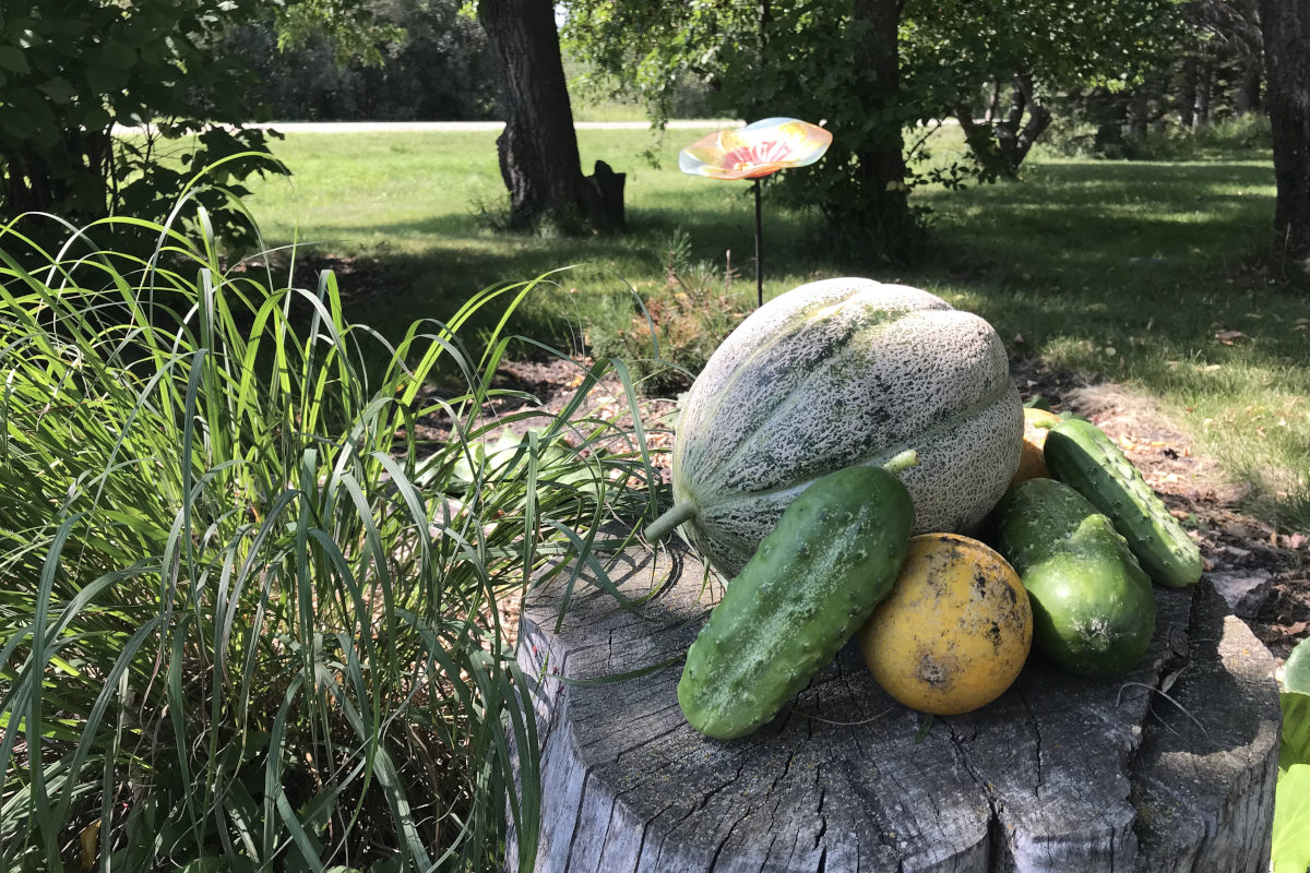 montreal market melon on a stump with cucumbers and a small melon, tall ornamental grass on the side