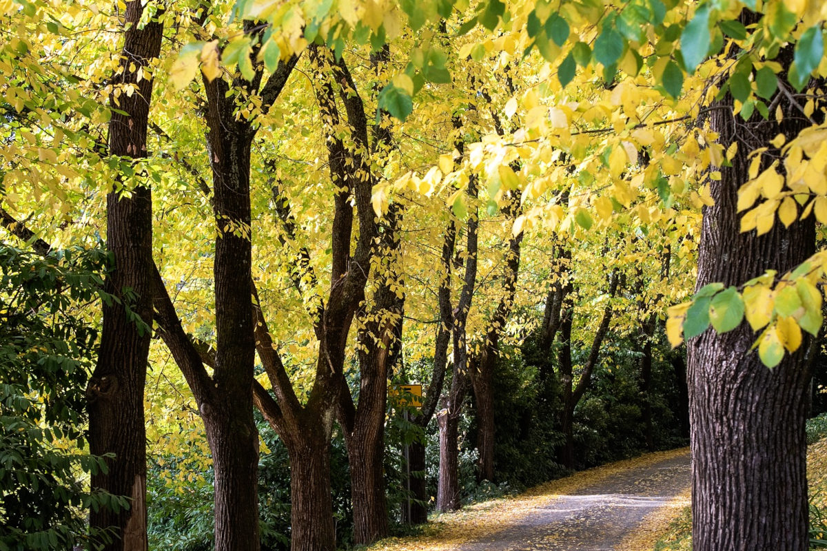 elm trees with yellow leaves in fall, lining a road