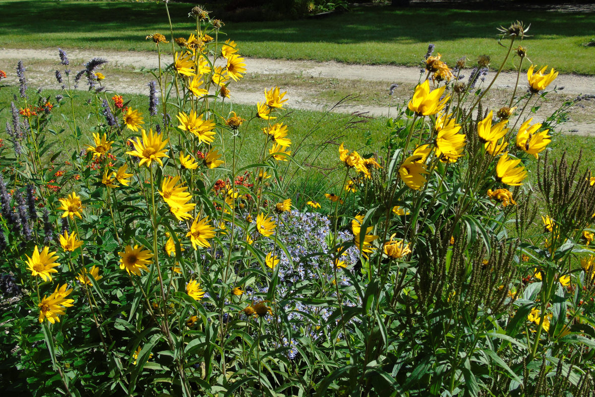 my native wildflower garden