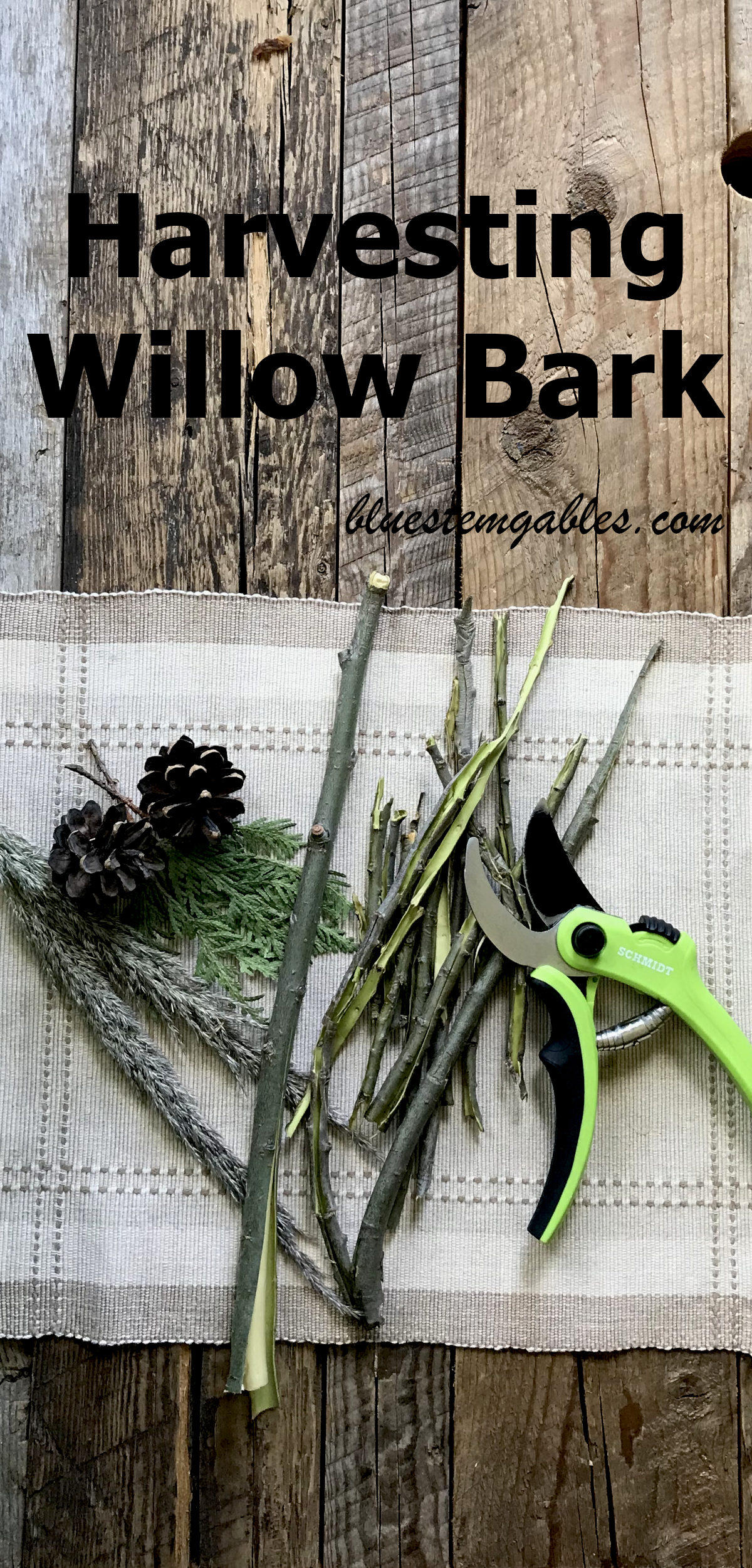 peeled willow bark with pruning shears and greenery on place mat on weathered wood with text reading harvesting willow bark