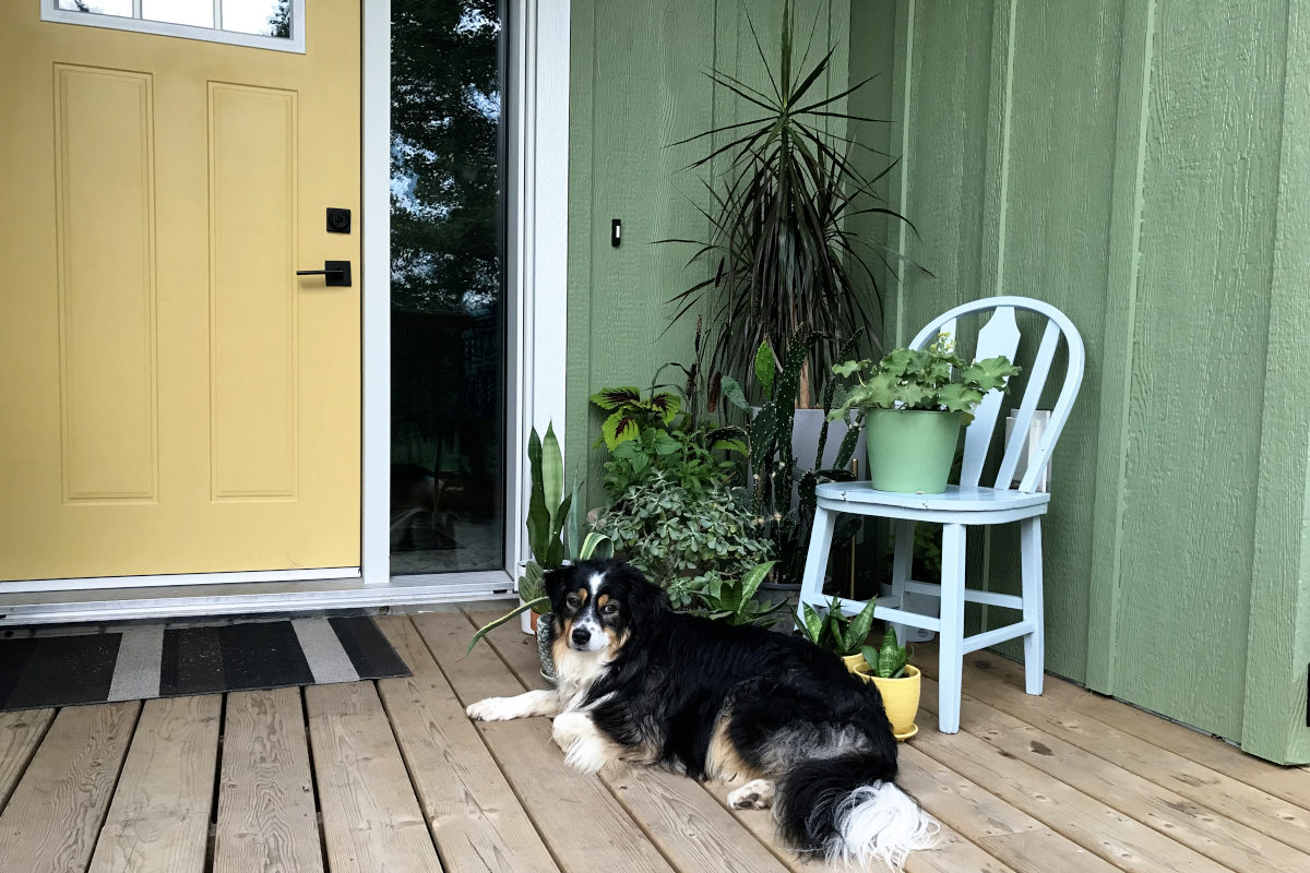 new siding on entrance with yellow door, lots of plants, an old chair and a dog 