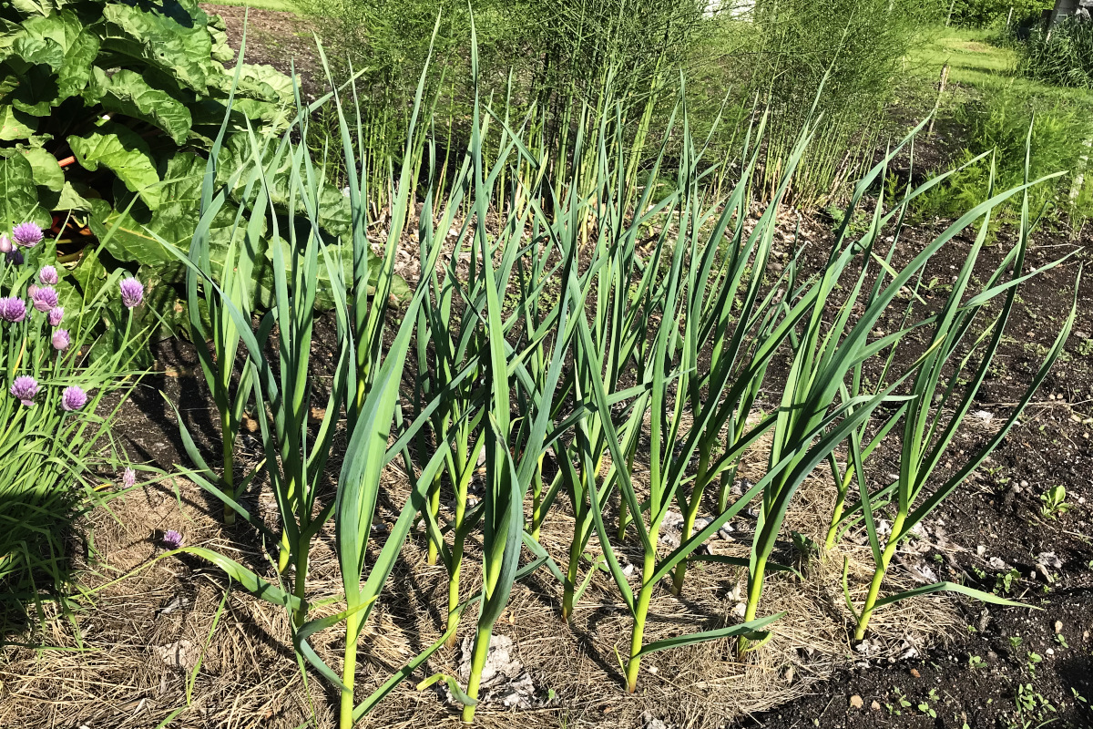 garlic plants in the garden, almost two feet tall.