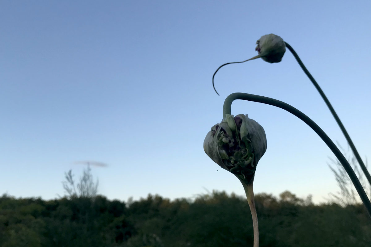 garlic flower umbels against the sky