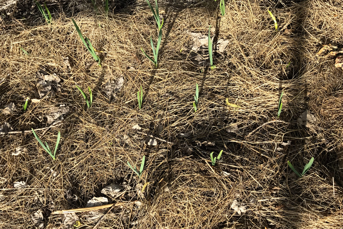 garlic sprouting through mulch