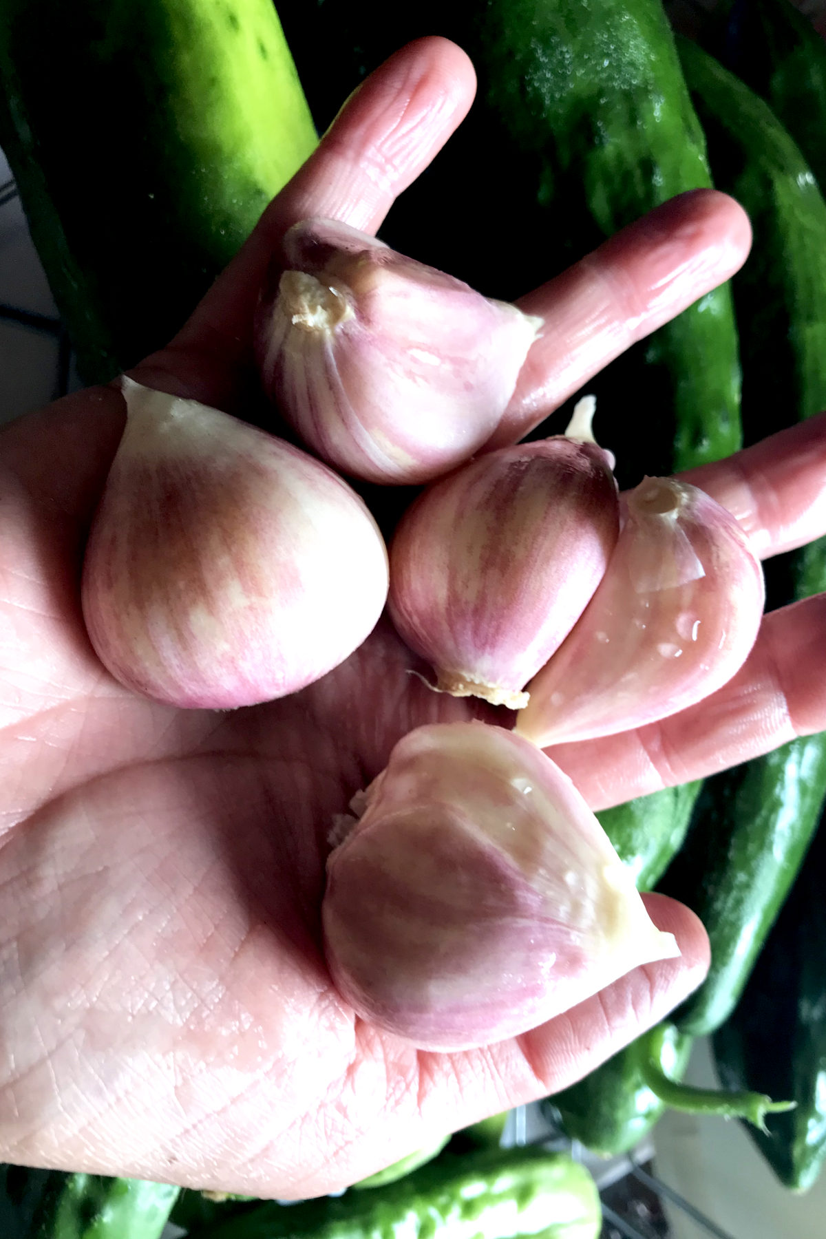 Peeled garlic cloves in hand
