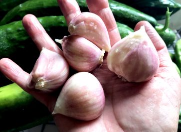large cloves of peeled garlic in hand