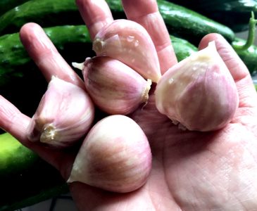 large cloves of peeled garlic in hand