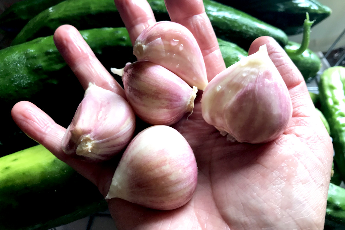 large peeled garlic cloves in hand