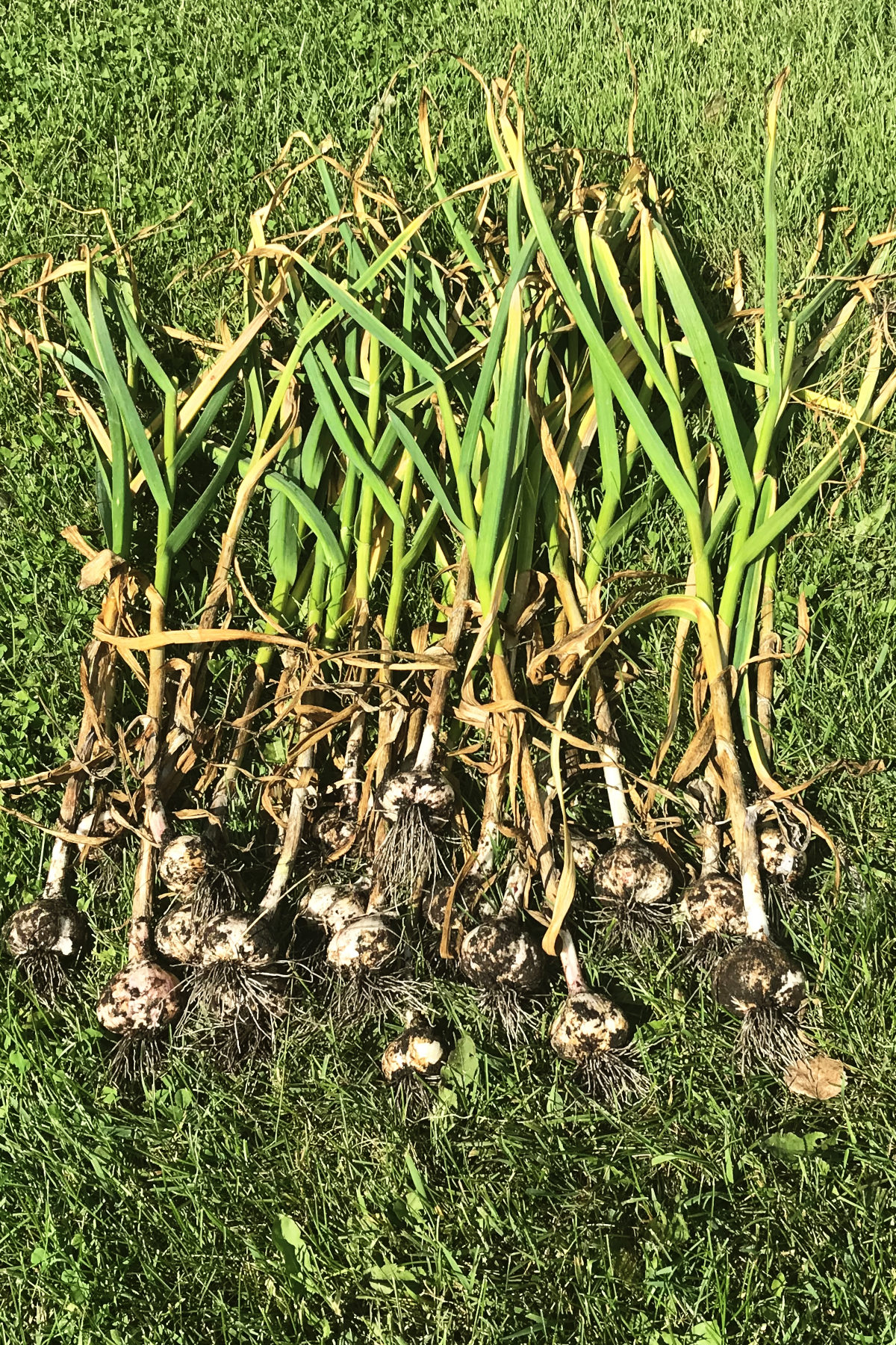 stalks of garlic pulled from the garden; on the lawn.