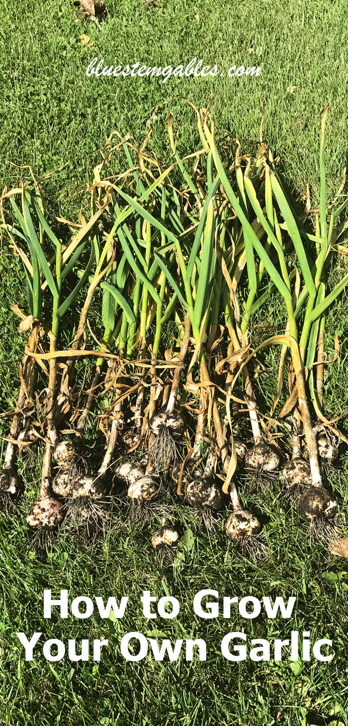 Garlic stalks pulled from the garden with text reading how to grow your own garlic
