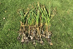 garlic stalks pulled from the garden, on the lawn