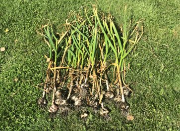 garlic stalks pulled from the garden, on the lawn