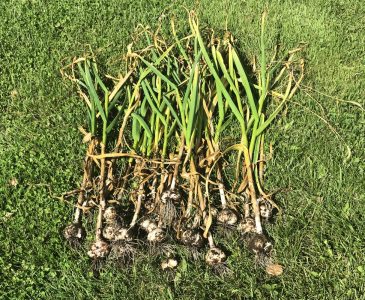 garlic stalks pulled from the garden, on the lawn