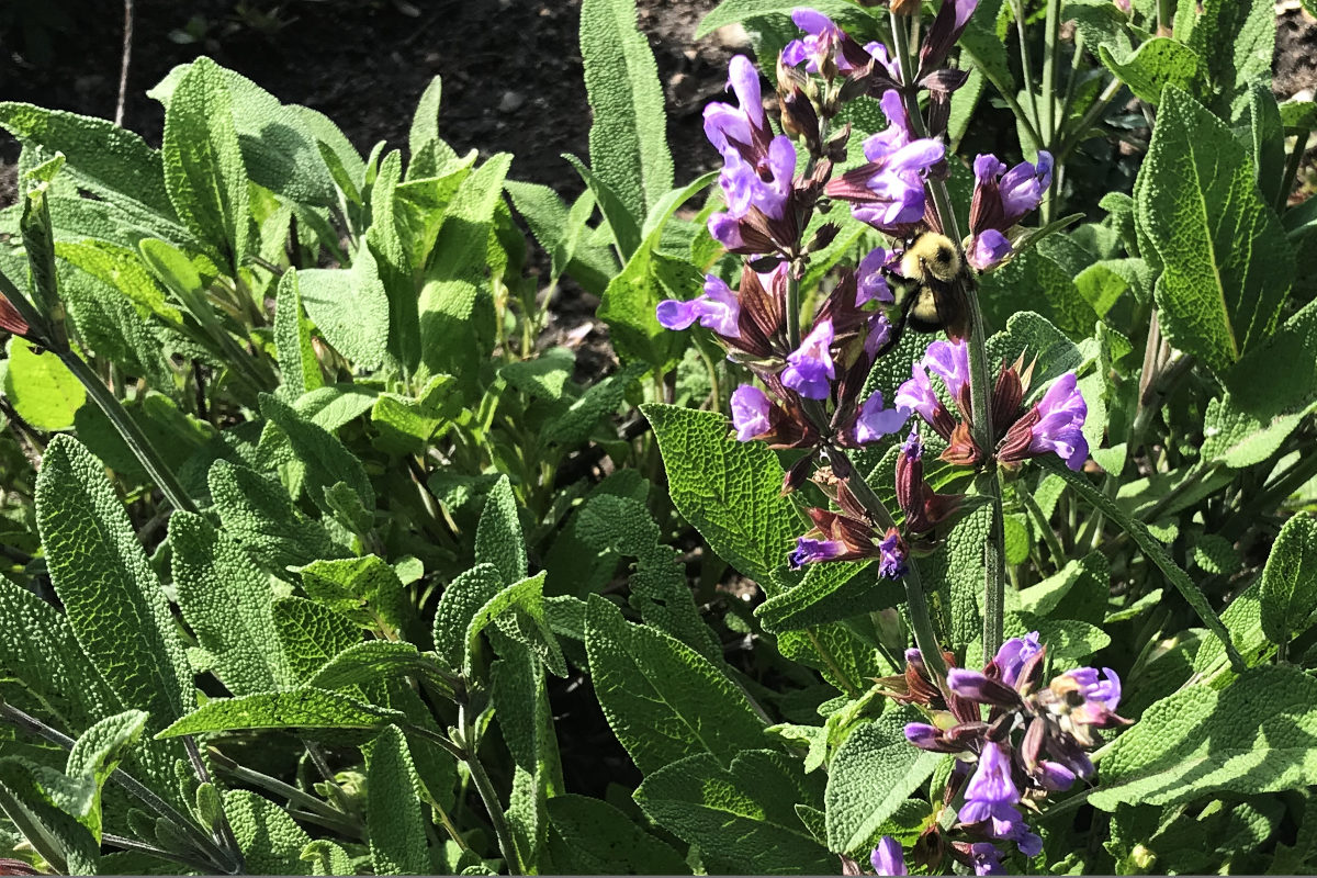sage flowering with bumblebee.