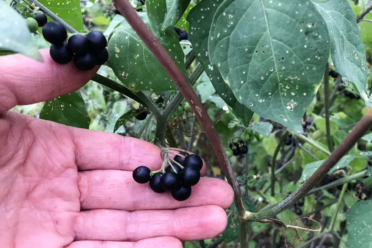 bunches of wonderberries on plant, with a hand for reference