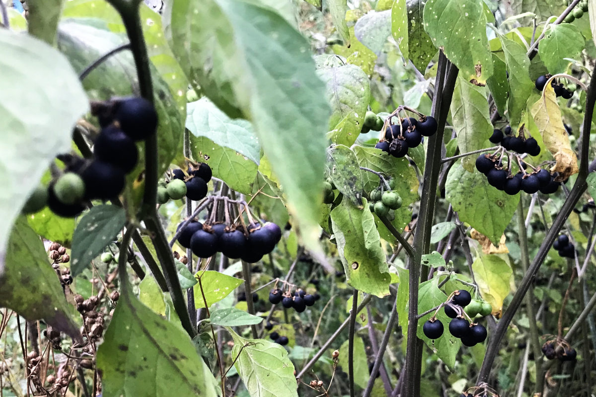 wonderberry bushes and bunches of berries up close
