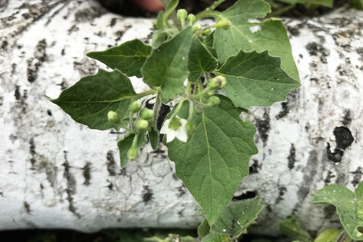 specimen of wonderberry leaves and blossoms. 