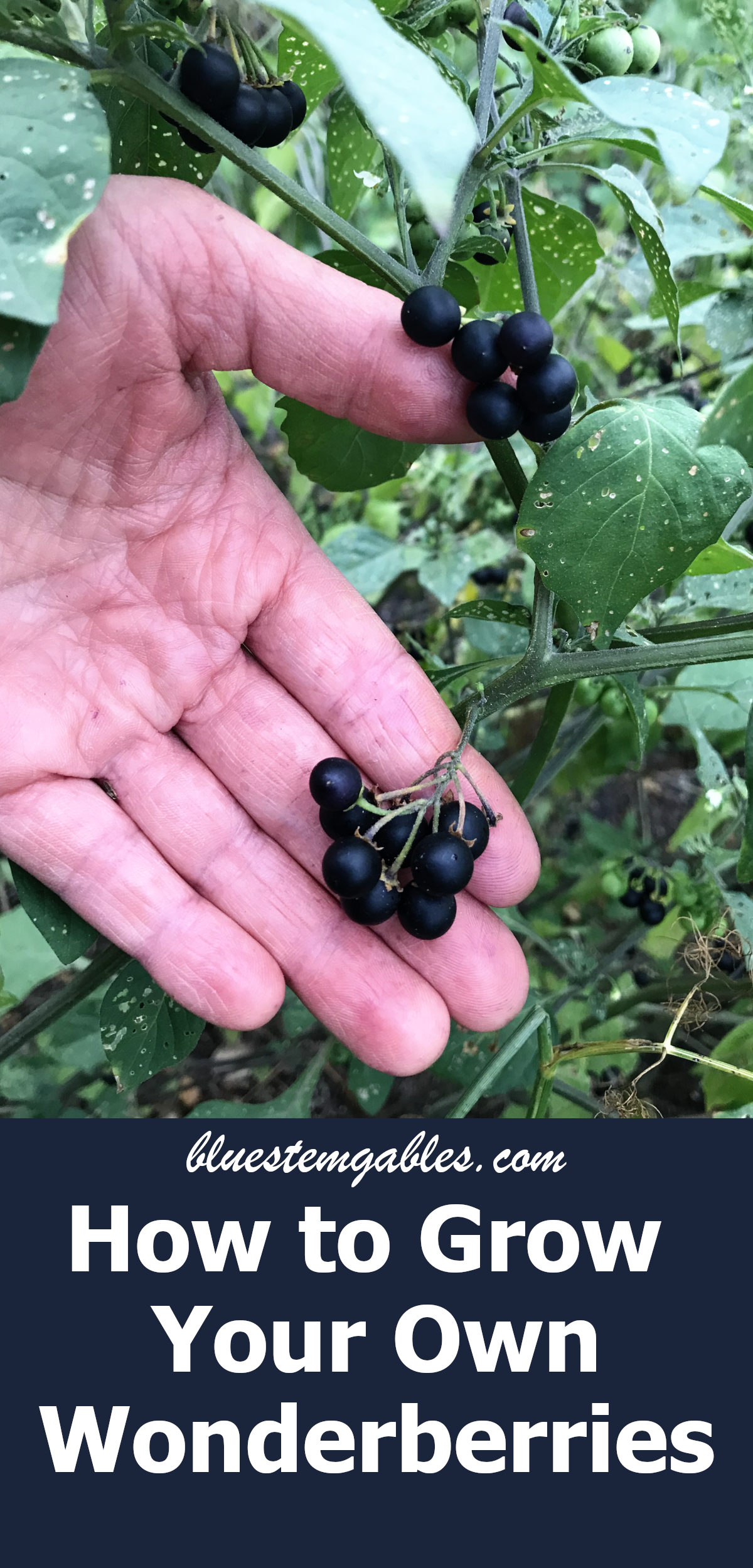 bunches of wonderberries on plant with hand for reference, with text reading how to grow your own wonderberries